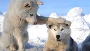 L’husky sibérien, un chien parfaitement fantastique