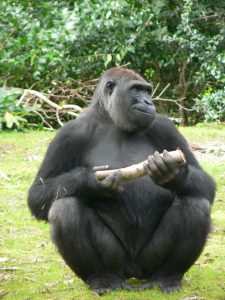 Comment s appelle la femelle du singe ?