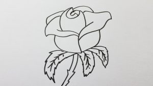 Comment dessiner des roses ?