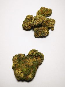 Comment cultiver une fleur de chanvre cbd ?