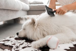 Comment enlever les poils d’animaux sur le tapis ?