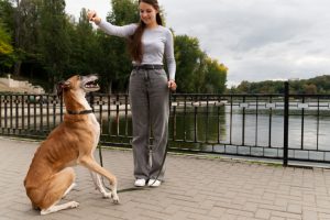 Dressage et éducation des chiens : à qui s’adresser ?